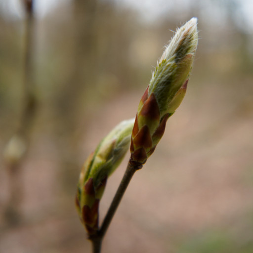 Christian Albert Photography